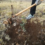 Maestrazgo Asociación Turística celebra la jornada de compensación de CO2 en Mirambel (1)