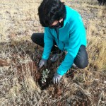 Maestrazgo Asociación Turística celebra la jornada de compensación de CO2 en Mirambel (6)